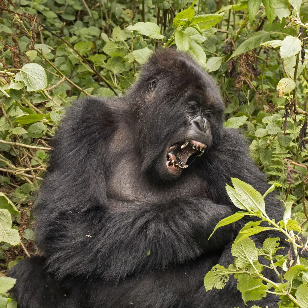 Đặc Điểm Của Khỉ Đột Núi – Mountain Gorillas