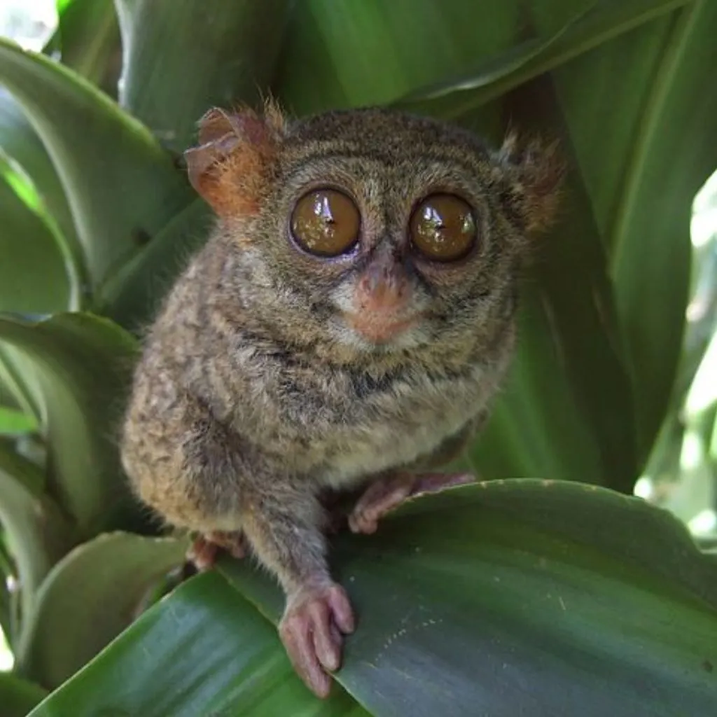 Đặc Điểm Sinh Học Của Tarsier