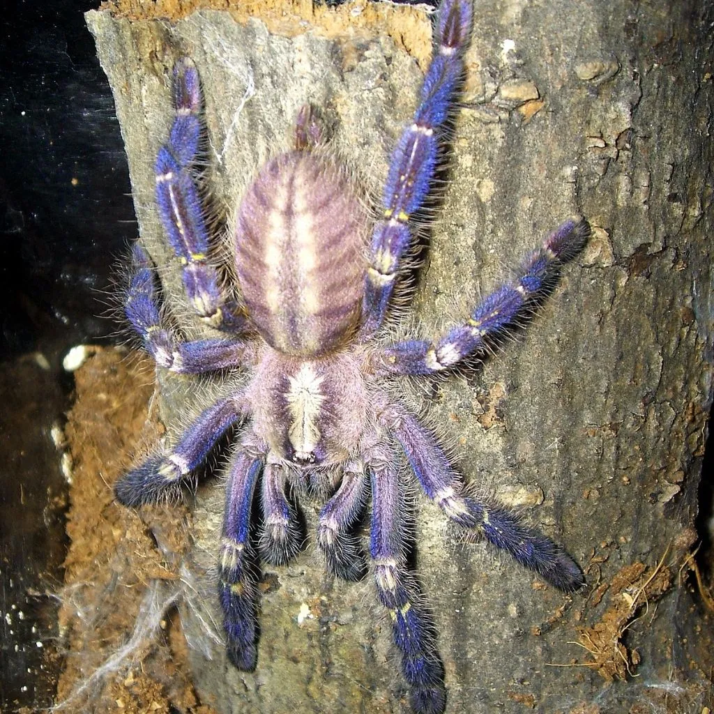 Đặc Điểm Sinh Học Của Nhện Xanh Tarantula